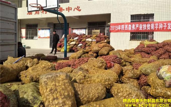 陜西森弗為貧困戶免費發(fā)放2300噸菊芋“扶貧種子”